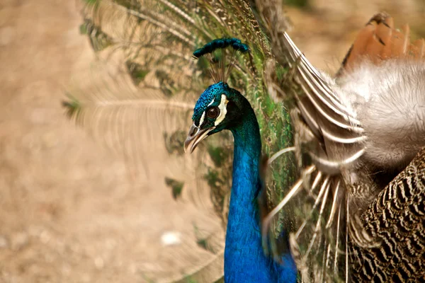 Hermoso pavo real — Foto de Stock