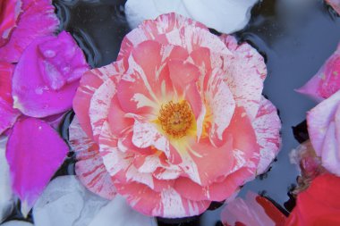 Güller çiçek göster