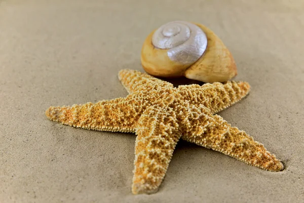 Shell e um Starfish — Fotografia de Stock