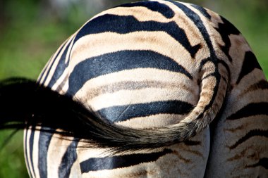 zebra çizgileri