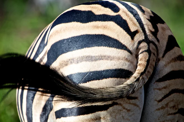 Zebra pruhy — Stock fotografie