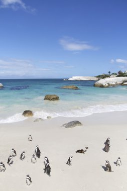 Penguenler, cape town 