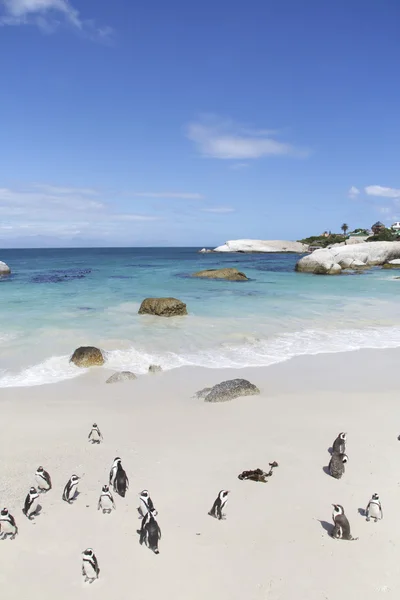 Пингвины, Кейптаун — стоковое фото