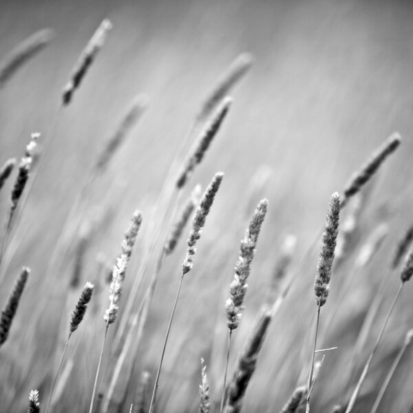 Reeds blowing, rural setting