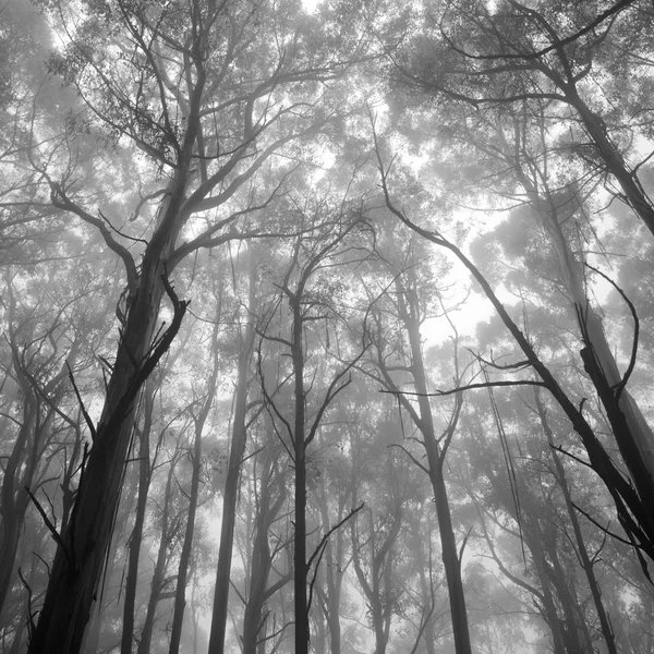 Pohon di hutan. — Stok Foto