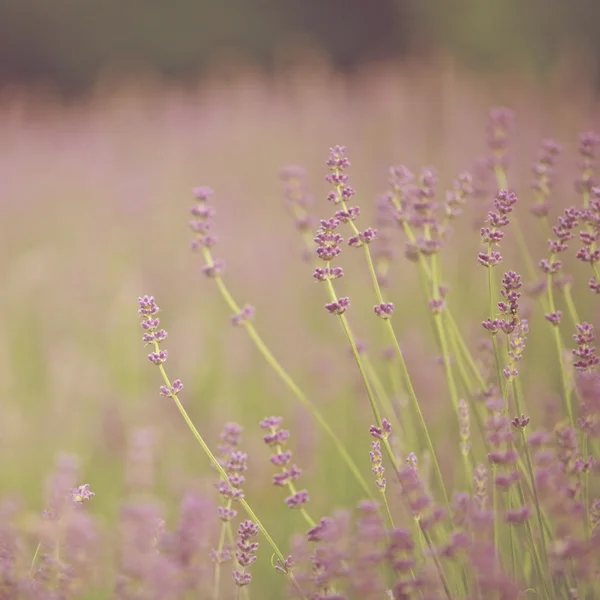 粉色春花 — 图库照片