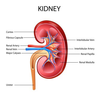 Bilim Biyolojisi için İnsan Böbreği Çizim Çizelgesi