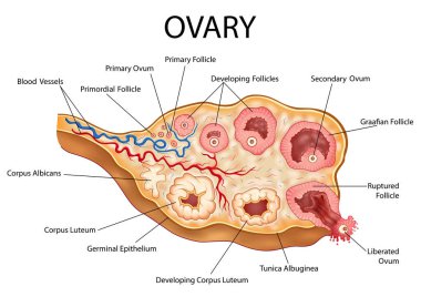Healthcare and Medical education drawing chart of Human Female Ovary showing Follicle development stage and Ovulation for Science Biology study clipart