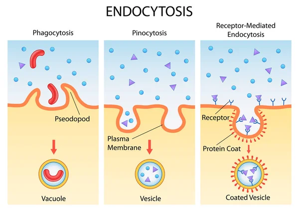 Opieka zdrowotna i edukacja medyczna rysunek schemat Endocytoza komórkowy proces dla nauki biologia studia — Wektor stockowy