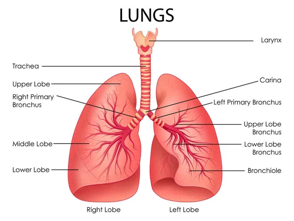 Opieka zdrowotna i edukacja medyczna rysunek schemat Ludzkie płuca dla nauki biologia nauka badanie — Wektor stockowy