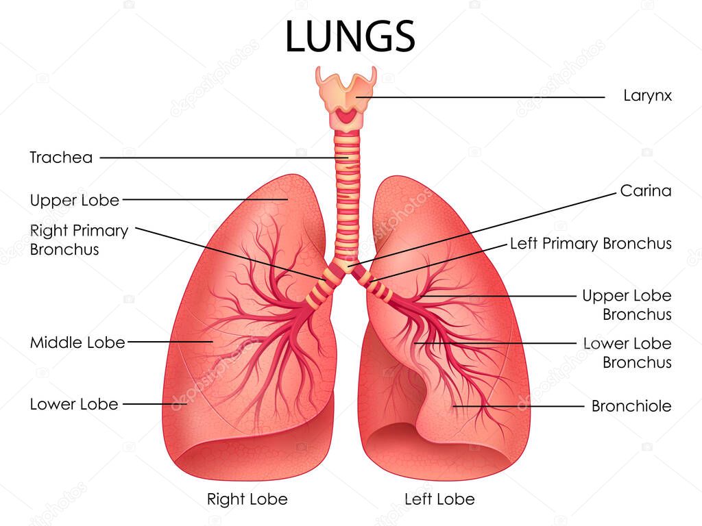 Healthcare and Medical education drawing chart of Human Lungs for Science Biology study