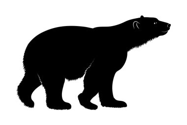 Kutup ayısı beyaz zemin üzerine