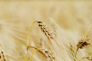 arka plan. olgun buğday alanı.