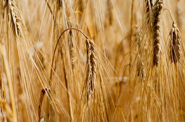 Fondo. campo de trigo maduro . — Foto de Stock