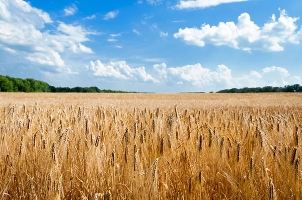 Paesaggio rurale. campo di grano maturo . — Foto Stock