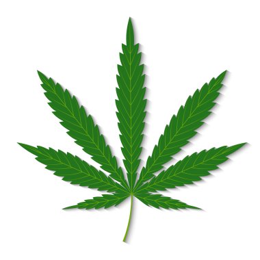 Kenevir yaprak beyaz bir arka plan üzerinde izole