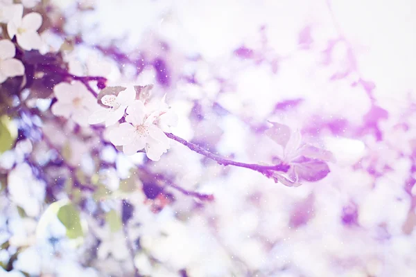 ピンクの花と春の境界線や背景美術満開の木と太陽の美しい自然場面フレアします。. — ストック写真