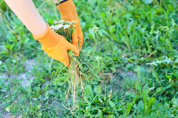 Girl collects grass weeds in garden — Stock Photo, Image