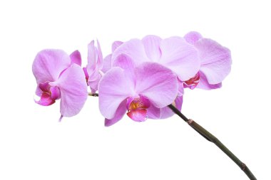 tropikal pembe orkide