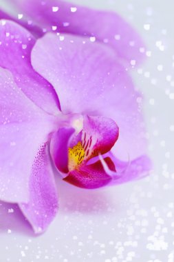 tropikal pembe orkide