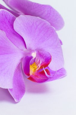 tropikal pembe orkide