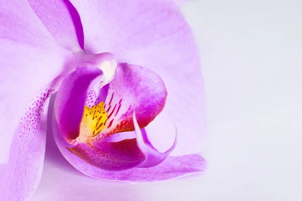 Тропічний чорно пурпуровий — стокове фото