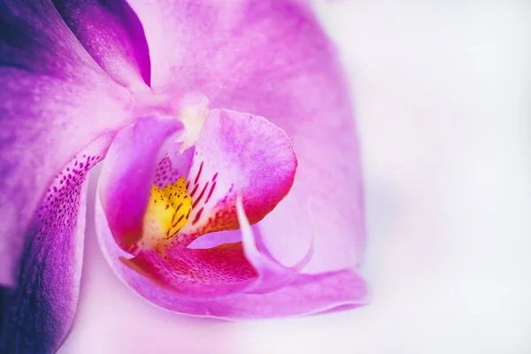 Tropical pink orchid — Stock Photo, Image