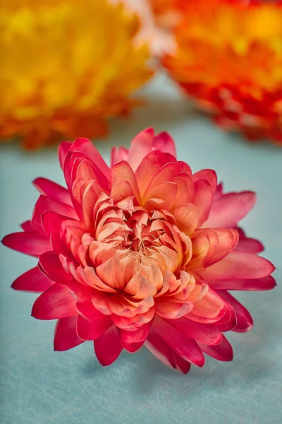 Концепція Природи Квіткова Листівка Барвистий Весняний Квітковий Фон Природа Модний — стокове фото