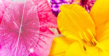 Güzelliğin ve doğanın saflığının sanatsal tasviri. Güzel beyaz iskeletleşmiş yaprak