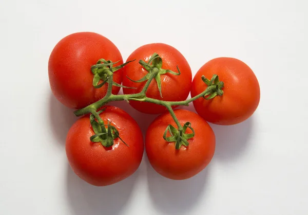 Tomates rojos frescos sobre una rama verde sobre fondo blanco — Foto de Stock