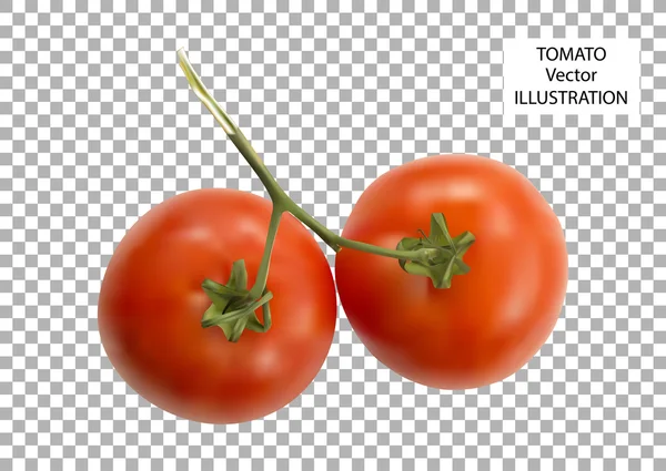 Vektor-Illustration großer reifer roter frischer Tomaten isoliert auf dem Hintergrund des Gitters — Stockvektor