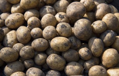 Patates hasat. Tarım kavramı.