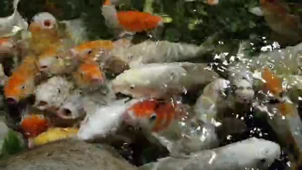 Gran Bandada Peces Japonés Carpa Roja Divertida Boca Abierta Vista — Vídeos de Stock