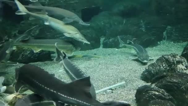 Akváriumban Úszó Tokhal Víz Alatt Lebegő Tokok Beluga Üveg Mögött — Stock videók