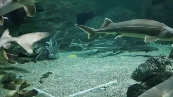 水族館でのチョウザメの水泳 水中に浮かぶ石工 ベルガガラスの後ろに泳いでいる エリート魚料理 — ストック動画