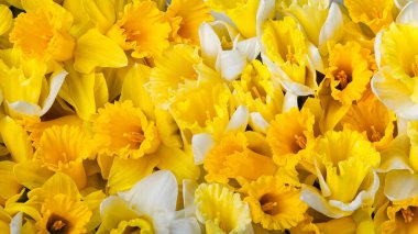 Sarı nergis çiçekleriyle inanılmaz bir geçmişi var. Anneler Günü, Paskalya, Kadınlar Günü için Güzel karşılama kartı. 