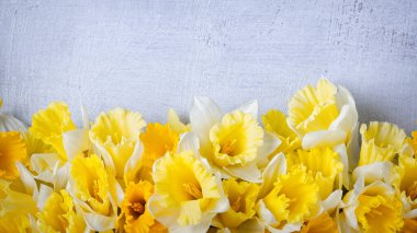 Sarı nergis çiçekleri ile gri dokuya sahip harika bir arka plan. Anneler Günü, Paskalya, Kadınlar Günü için güzel bir tebrik kartı. Metin için Boşluğu Kopyala