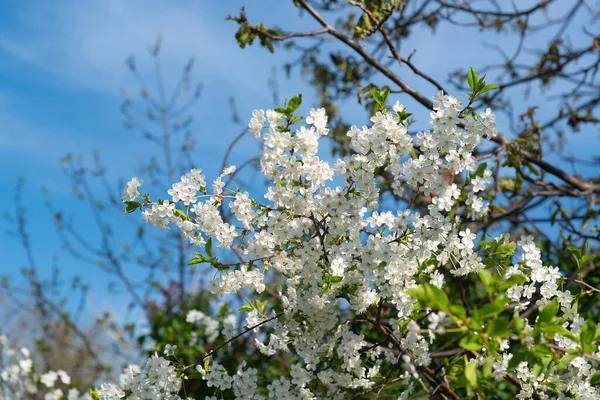Krásný Jarní Květ Stromů Bílá Větev Proti Modré Obloze — Stock fotografie
