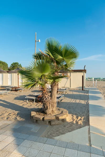 Palm Tree Waterfront Rimini Italy — Stockfoto