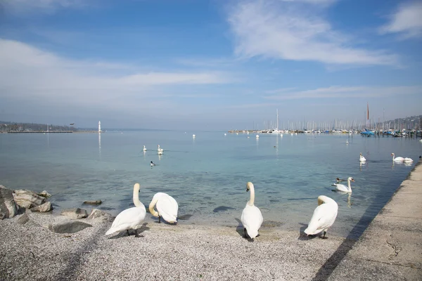 Cisnes flotando en el lago — Foto de Stock