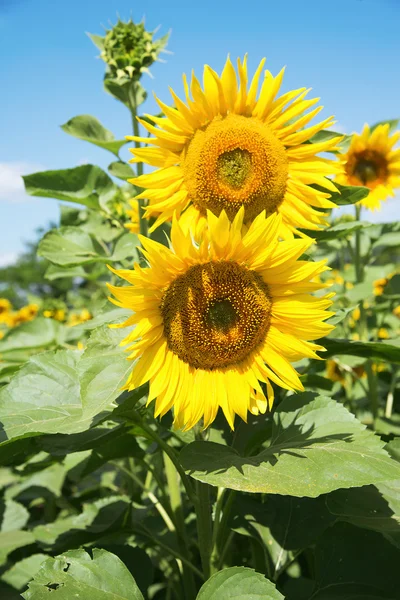 Tournesols jaunes dans un champ — Photo