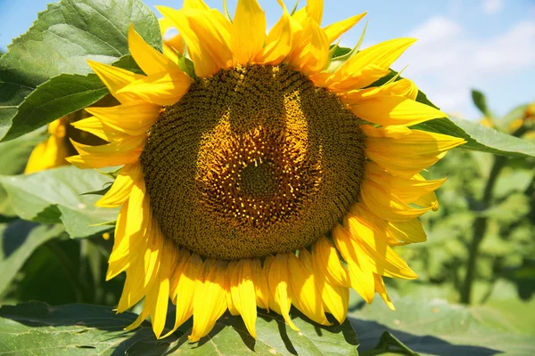 Žluté slunečnice na poli — Stock fotografie