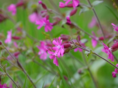 Kırmızı campion / Silene dioica