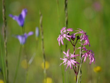 ragged - robbin / silene flos cuculi