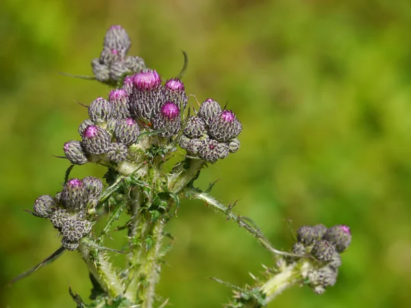 Cardo de pantano / Cirsium palustre Imágenes De Stock Sin Royalties Gratis