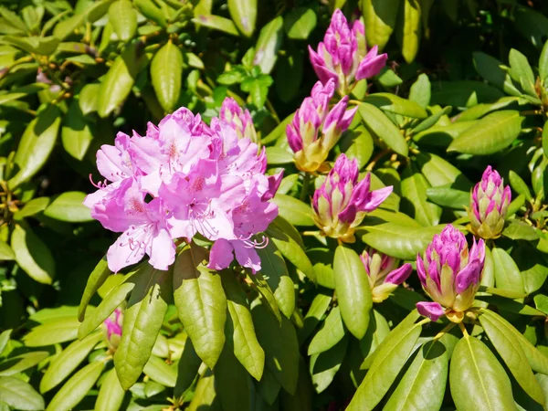 Rhododendron — Stock Photo, Image