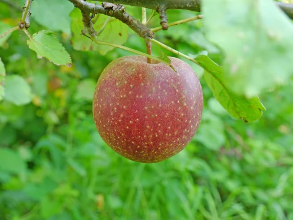 Kırmızı elma Telifsiz Stok Imajlar