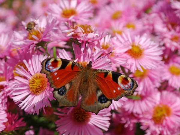 Aster Avrupa tavus kelebeği