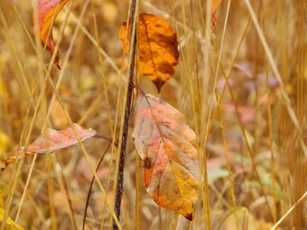 kızılağaç topalak