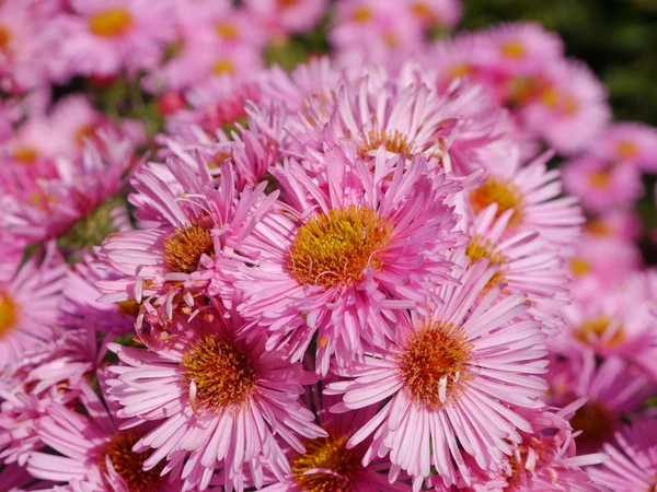 Asters — Stockfoto